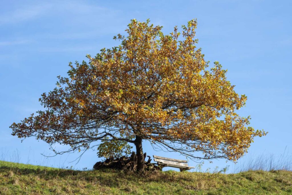 Can You Sue a California City When Its Tree Falls on You or Your Car?