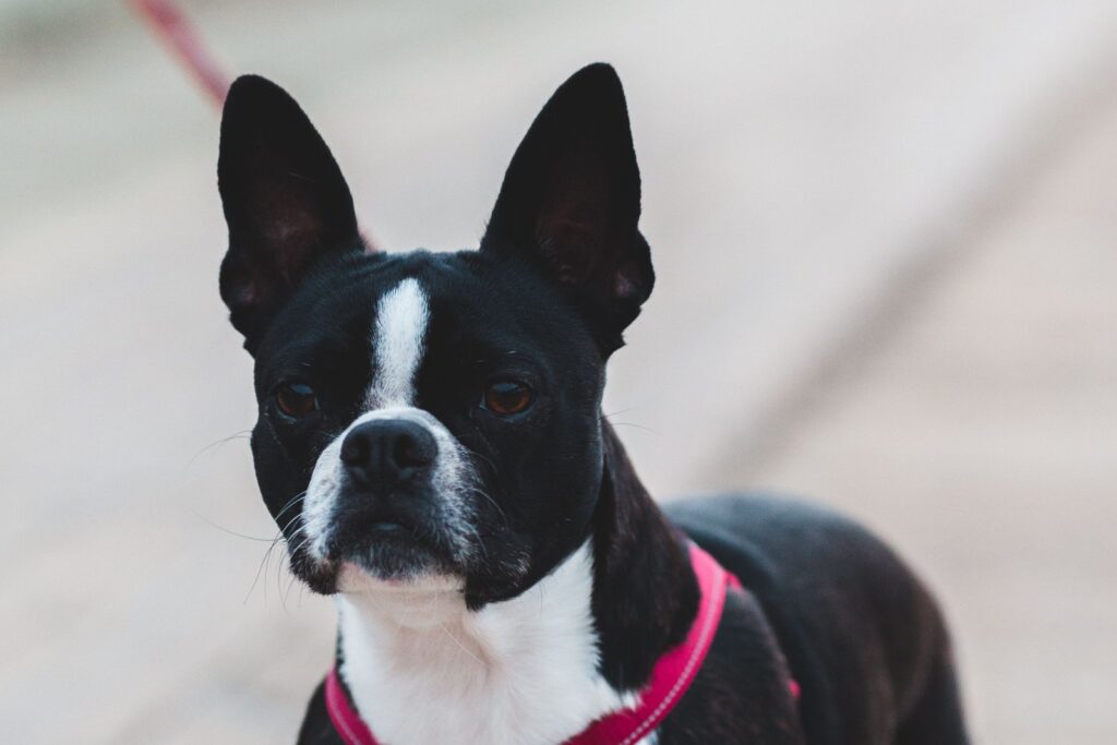 San Diego Dangerous Dogs: Few Hearings, No Public Map, and Your Rights After a Bite